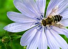 Puntbijvlieg op Wilde Cichorei