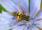 Doodskopzweefvlieg op Wilde Cichorei